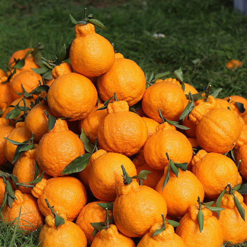 丑橘新鲜水果10斤整箱四川不知丑八怪橘子粑粑桔子