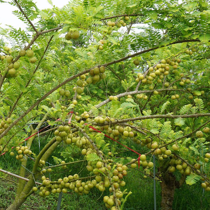 新鲜孕妇1份余甘水果酸水橄榄采摘果牛果余其它
