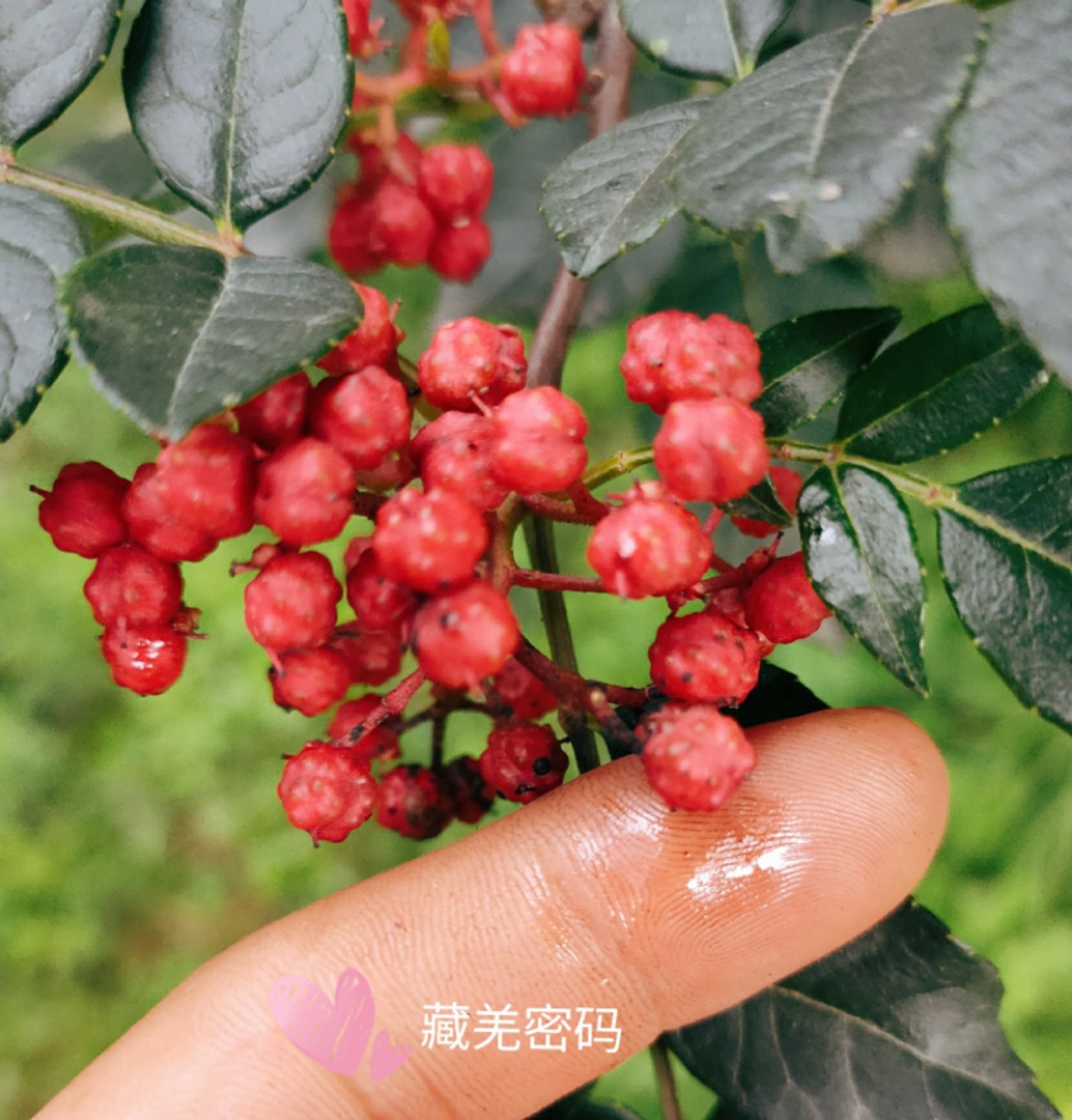 花椒四川茂县汶川大红红袍金川六月麻椒新鲜花椒