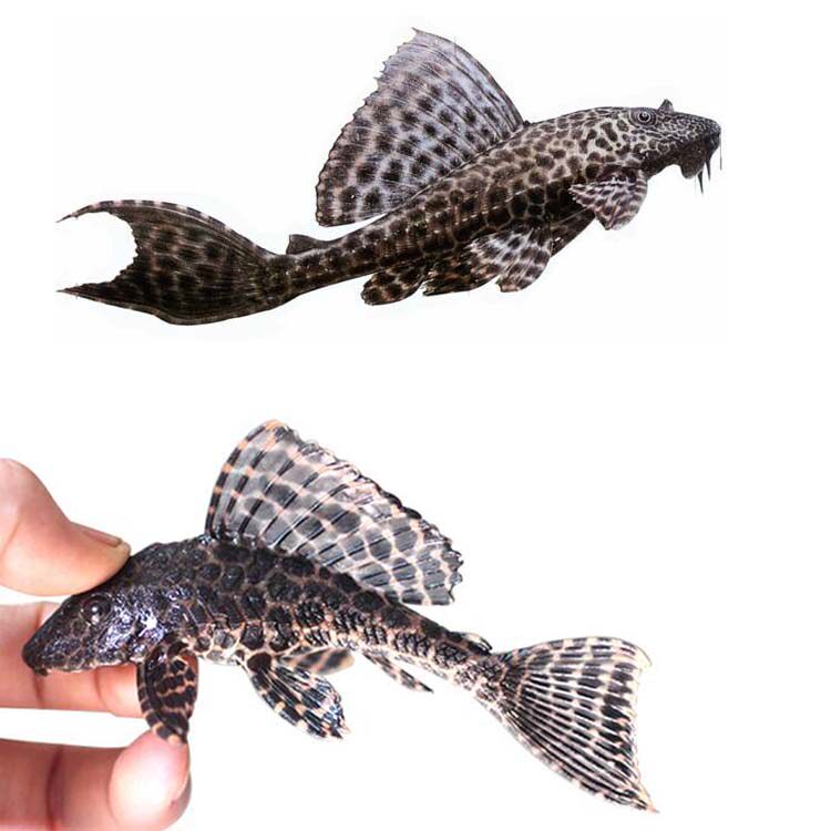 黄金红眼女王王大异性豹纹观赏清道夫龙鱼魟鱼鱼