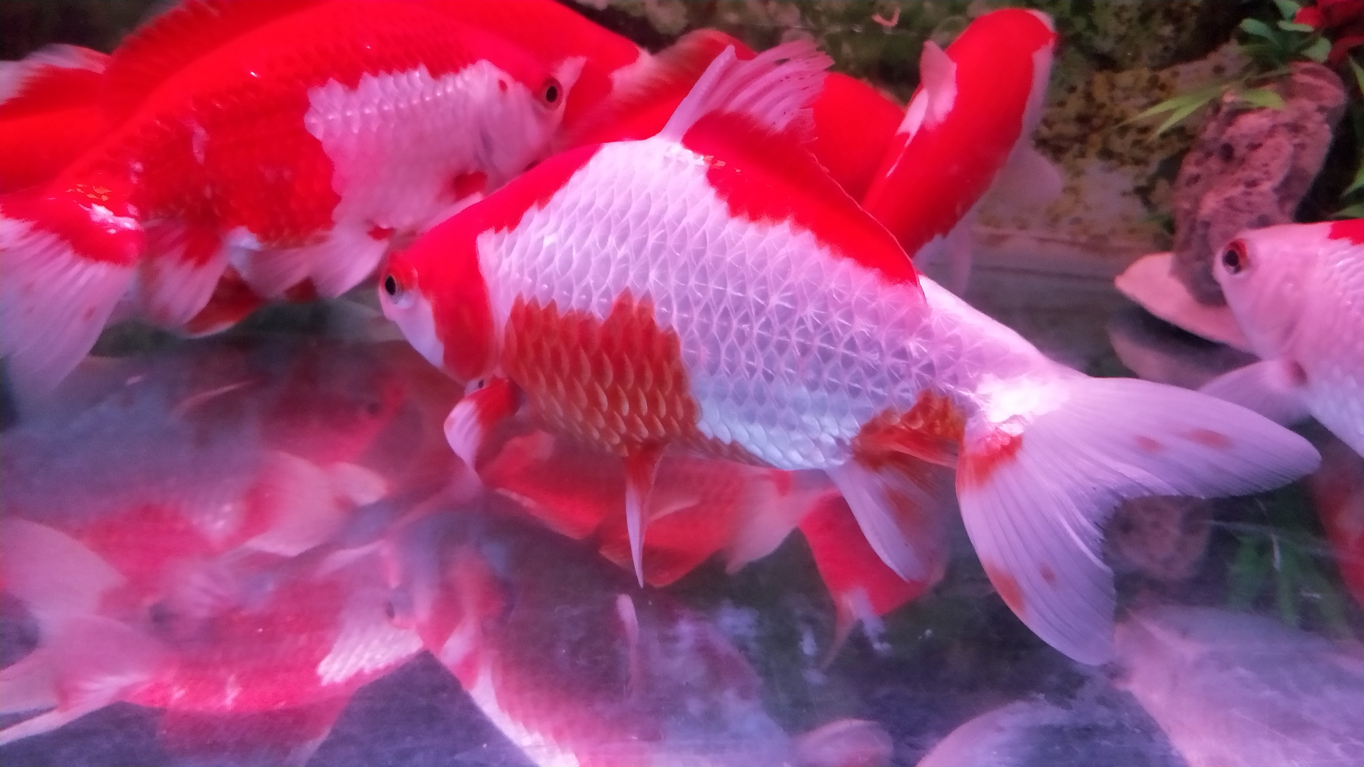 淡水混养养可易养耐尾巴活体观赏冷水金别名锦鲤鱼