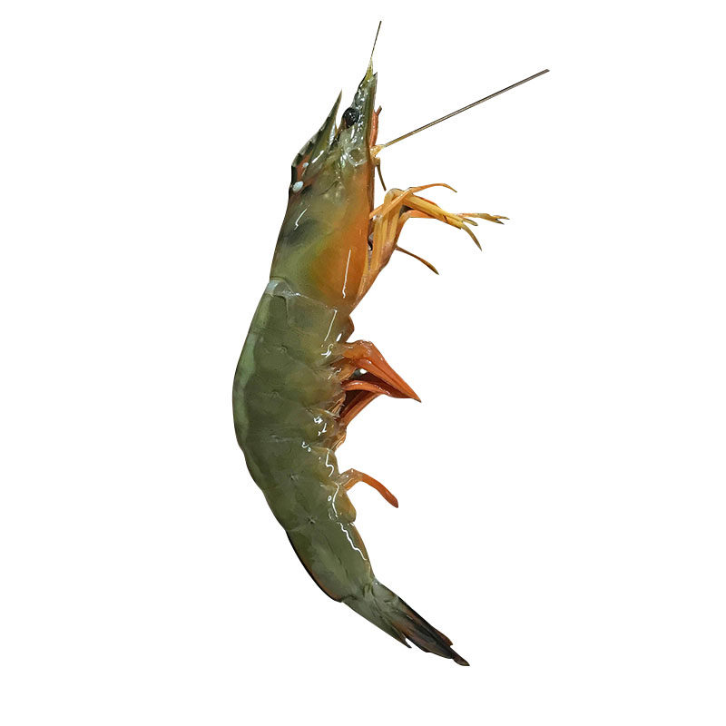 湛江野生大明鲜活特大洲明超大对虾冻虾广东省冻虾