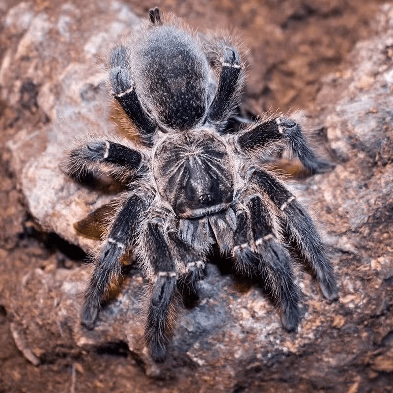 one纳米比亚彗星巴布小母小公银色高端捕鸟活体蜘蛛