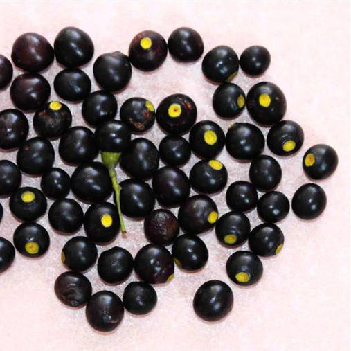 新采香樟种子小叶南方行道树绿化大叶油樟凤凰木广玉兰樟树苗林木