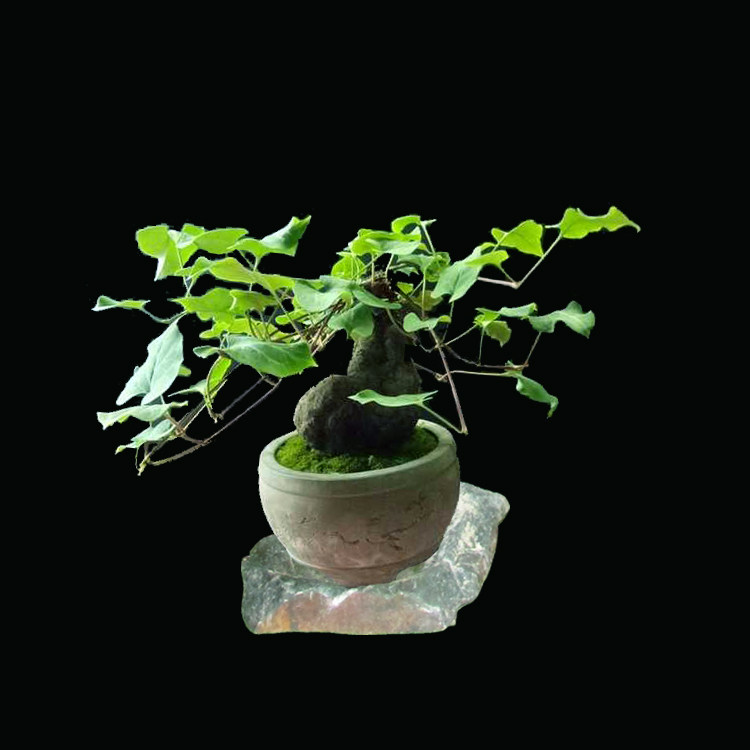 何首乌盆栽小苗野生室内庭院阳台桌面绿植造型绿植