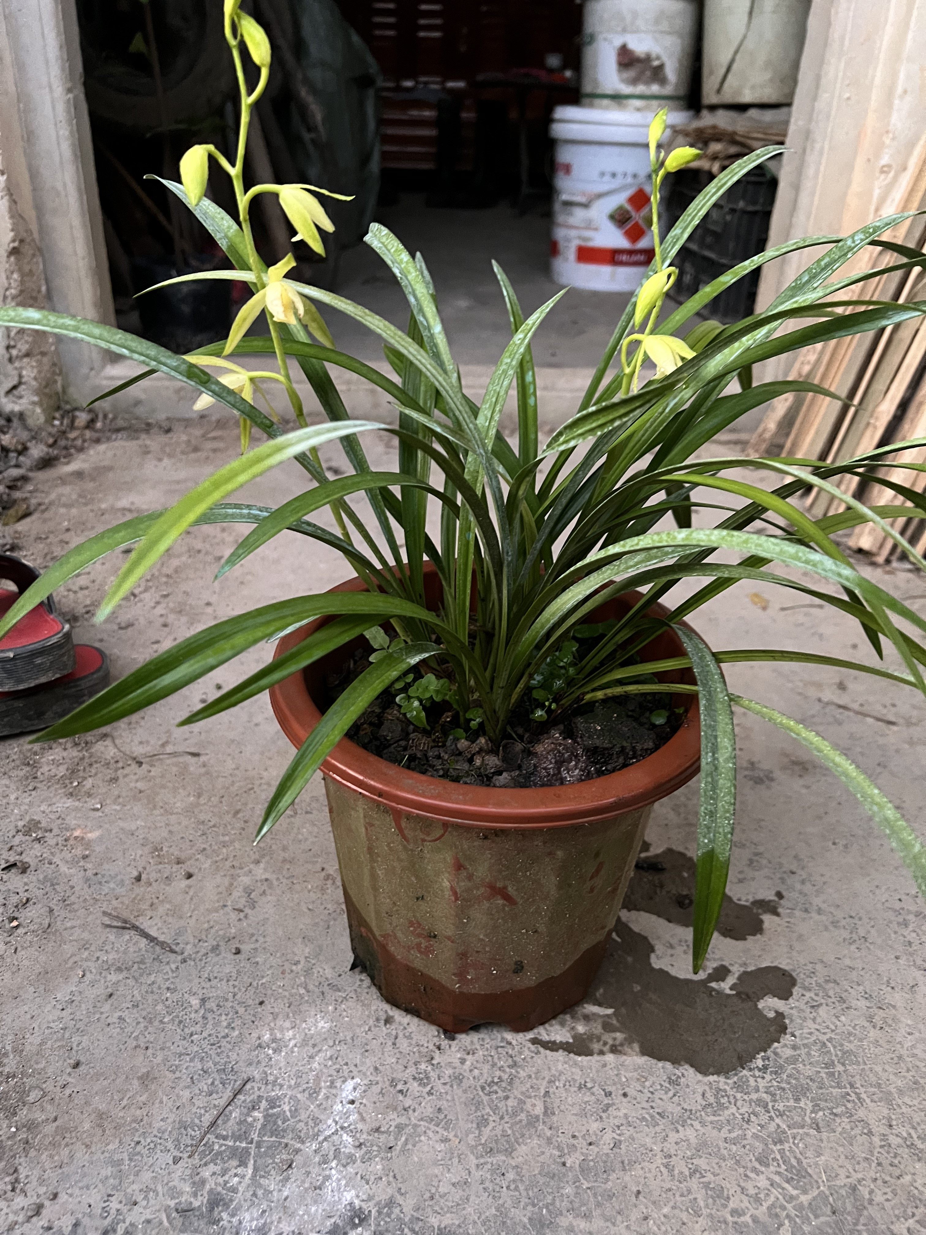 兰花盆栽植物名贵品种小叶龙岩素建兰花苞兰草绿植