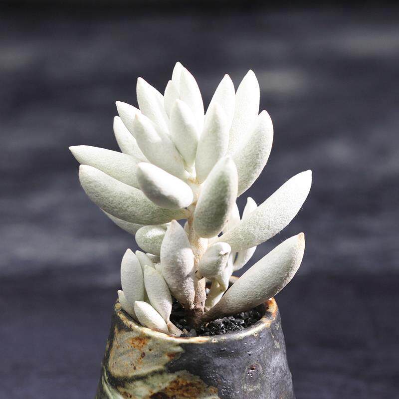 多肉整箱发货白的银月白雪公主室内防辐射盆栽植物多肉植物