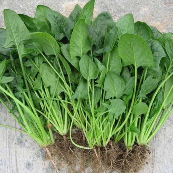菠菜种子本地小叶尖叶地道品种四季耐热耐寒家庭园艺种子