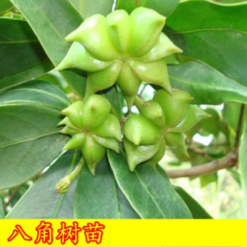 食用八角调料树苗作料大红红包花椒3年两颗果树