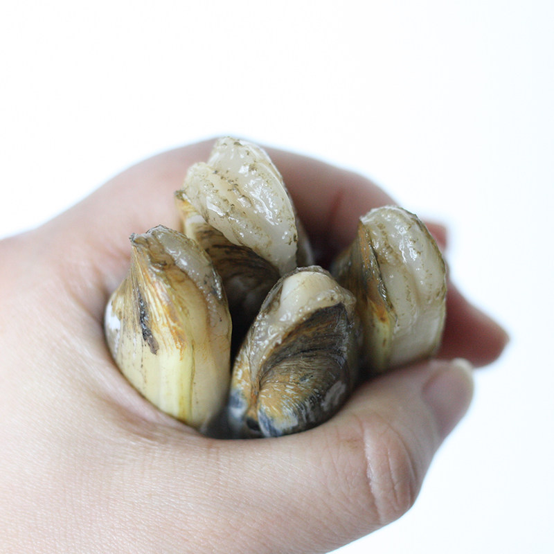 鲜活贝壳中大新鲜活泥蛏30-36头5斤海鲜助农长街蛏子
