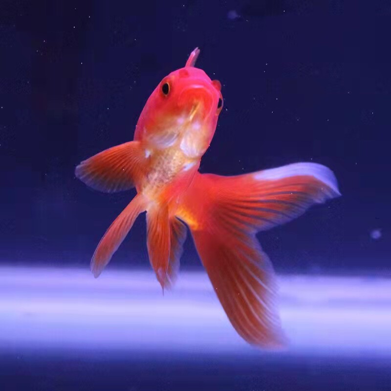 草鱼鲫鱼锦鲤金锦鲤大红新款长尾活体冷水鱼水缸鱼