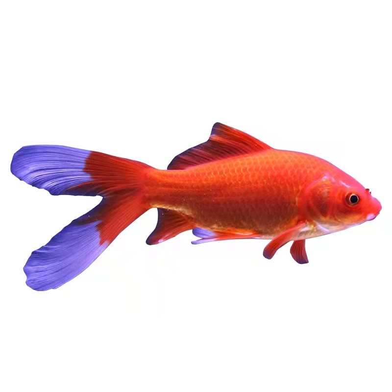 草鱼鲫鱼锦鲤金锦鲤大红新款长尾活体冷水鱼水缸鱼