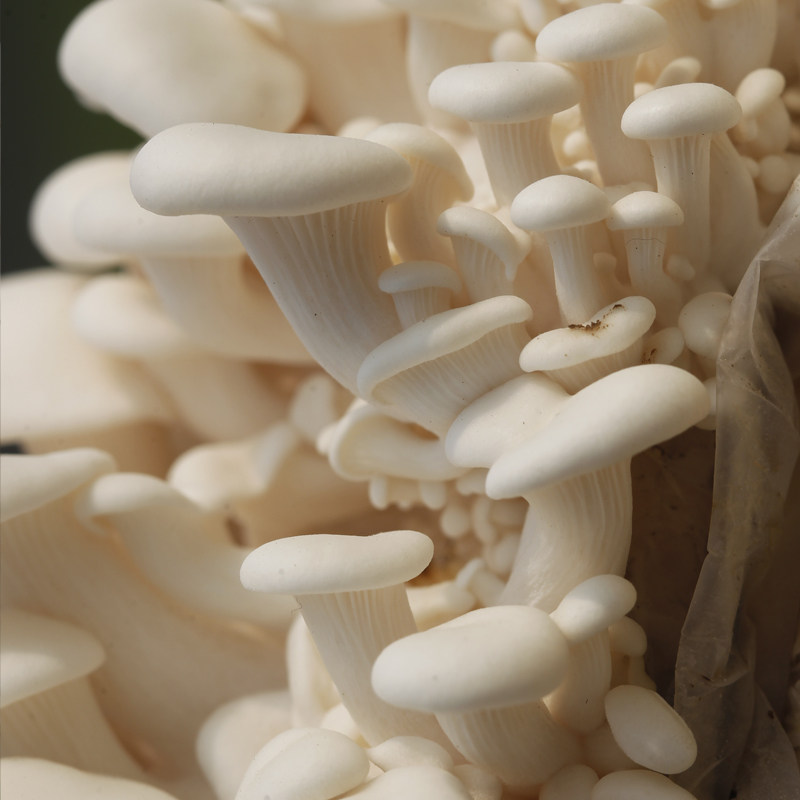 蘑菇菌包春艺白平菇菌棒盆栽食用菌家庭儿童学校多肉植物