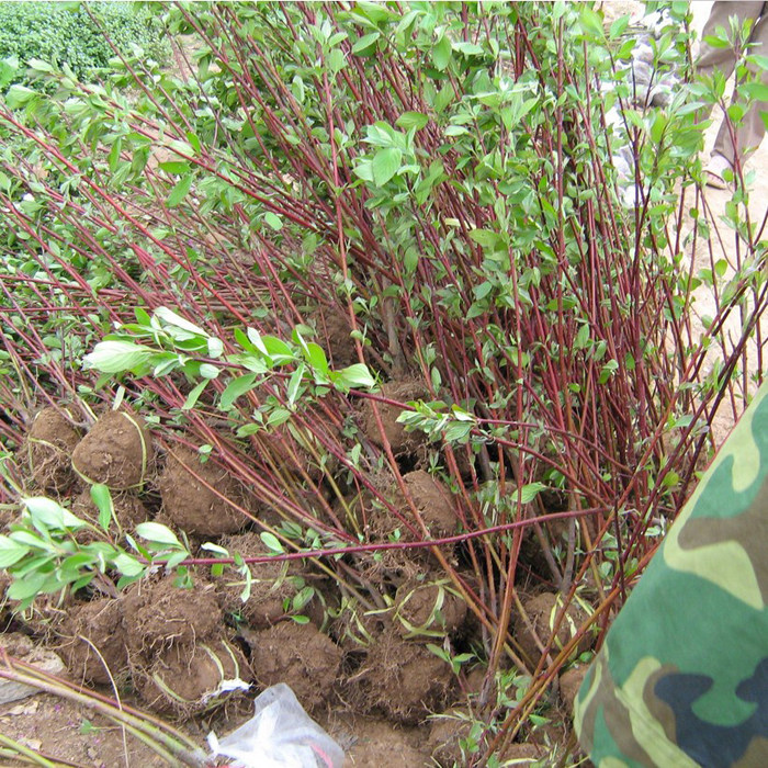 园林绿化苗木庭院植物花卉红麻球苗红瑞树苗彩色观叶