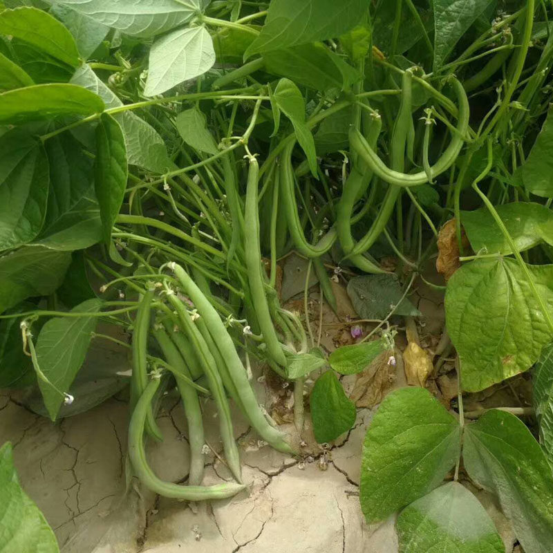 四季地豆种子无架豆角青豆菜豆豆早熟肉厚春家庭园艺种子