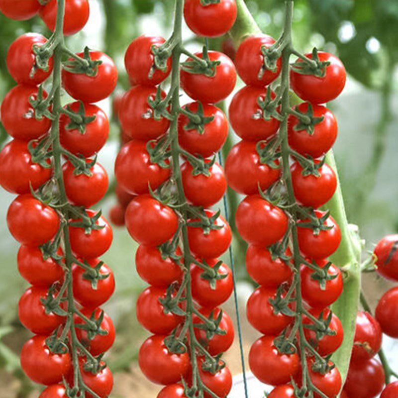 超甜珍珠圣女果种子圆形瀑布小番茄千禧樱桃西红柿家庭园艺种子