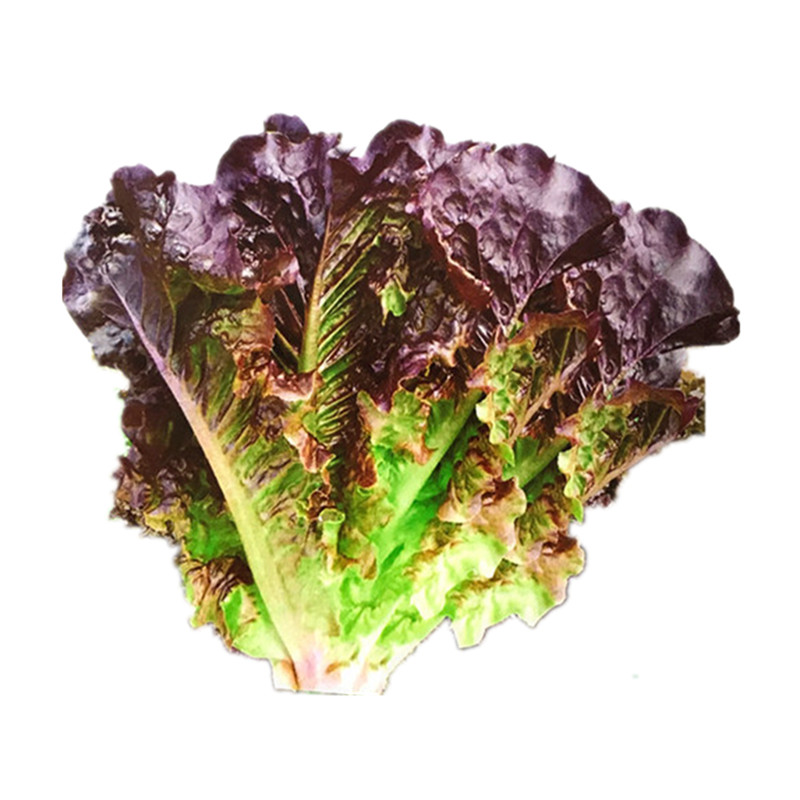 紫叶生菜种籽皇家保健菜紫水晶生菜四季播种庭院菜园盆栽蔬菜种孑