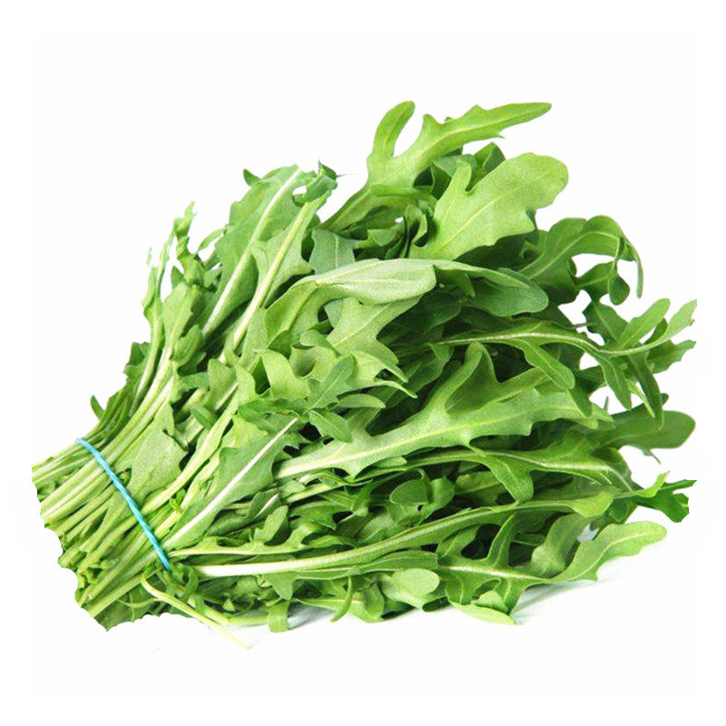 菜种满口香臭种子意大利多次芝麻香菜小叶火箭家庭园艺种子