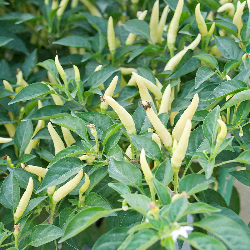 白色小米椒种子白玉朝天早熟辣椒种籽腌制泡椒家庭园艺种子