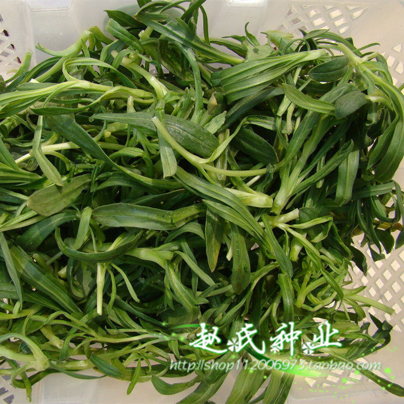 野生面条菜种籽子菠菜甜菜灯笼草盆栽菜园天然野菜籽四季播蔬菜孑