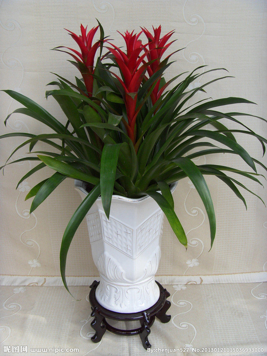 发财鸿运当头梨花吉利红星室内绿植绿植