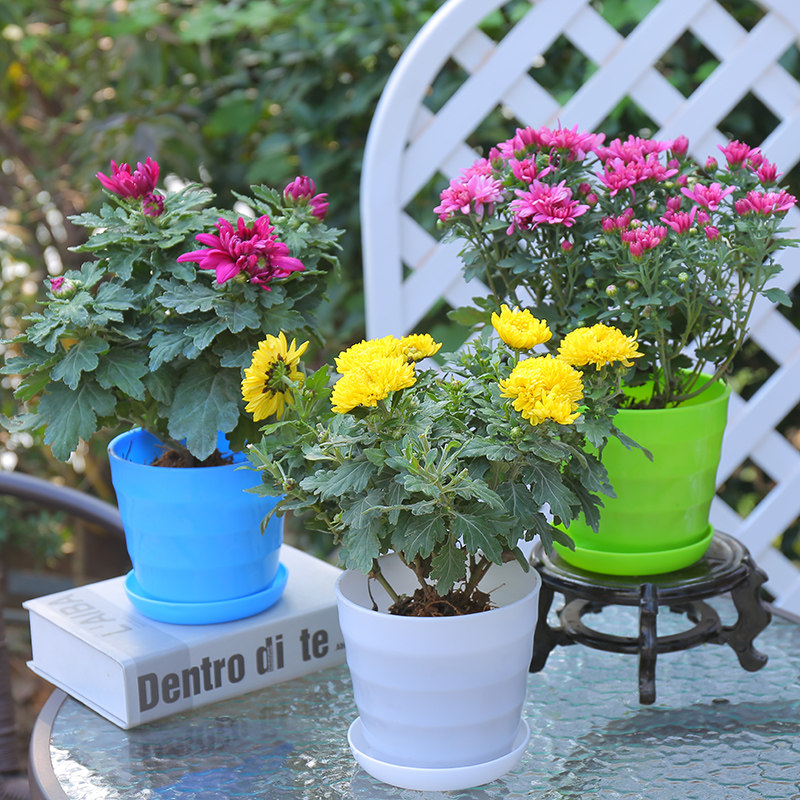 买2送1四季开花菊花盆栽带花苞菊花苗千头菊乒乓菊小雏菊花大菊花