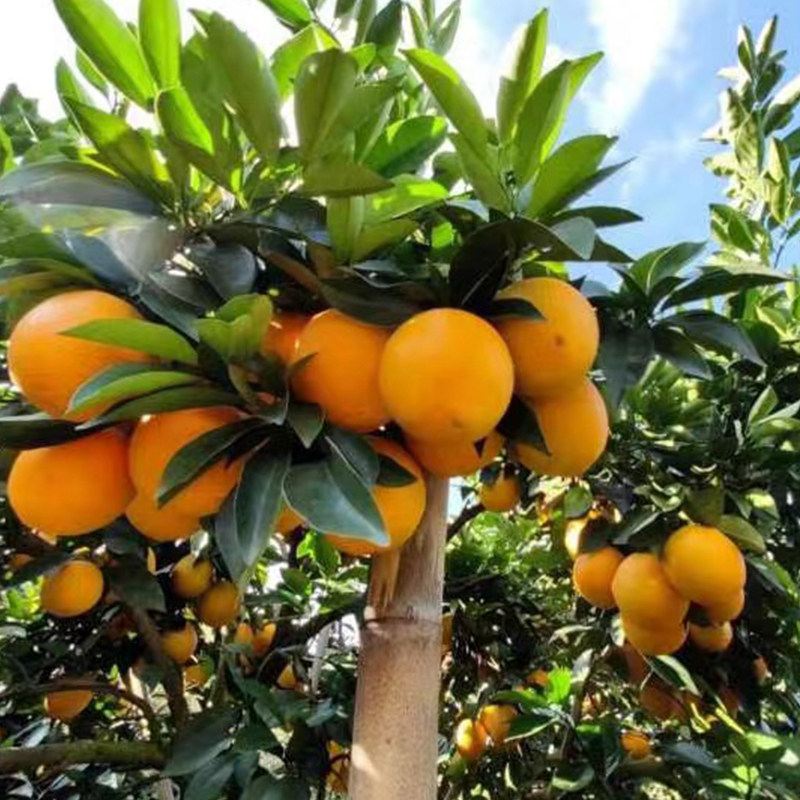 赣南发手金橙黄金橙特产江西掰橙地直脐橙产地橙