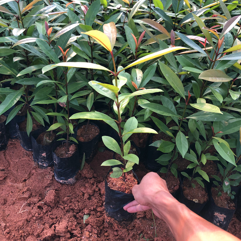树苗山竹岭南盆栽地栽绿植盆景庭院果树南北方果树