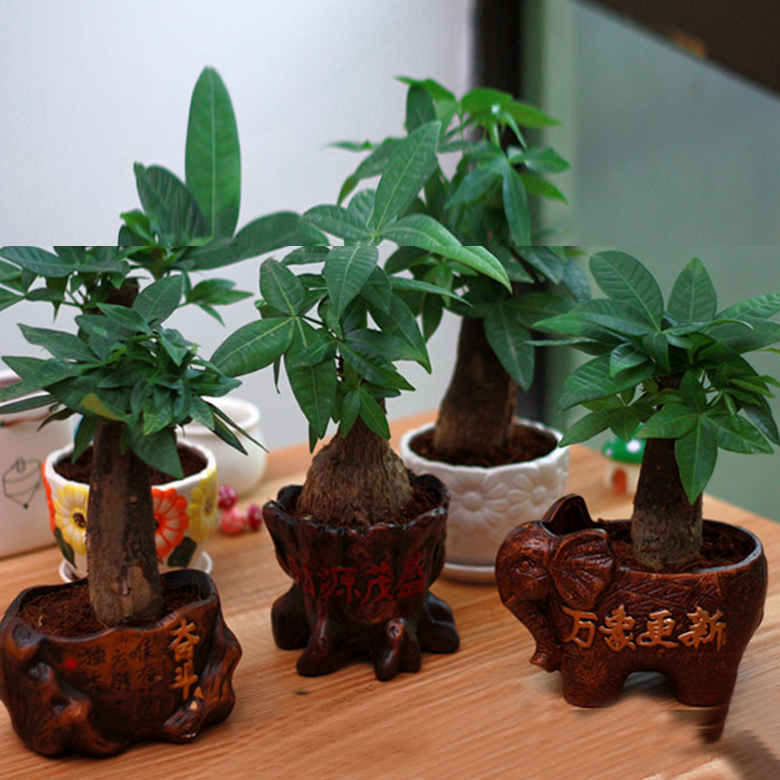 花草植物花卉室内发财树盆栽办公室客厅小盆盆景绿植