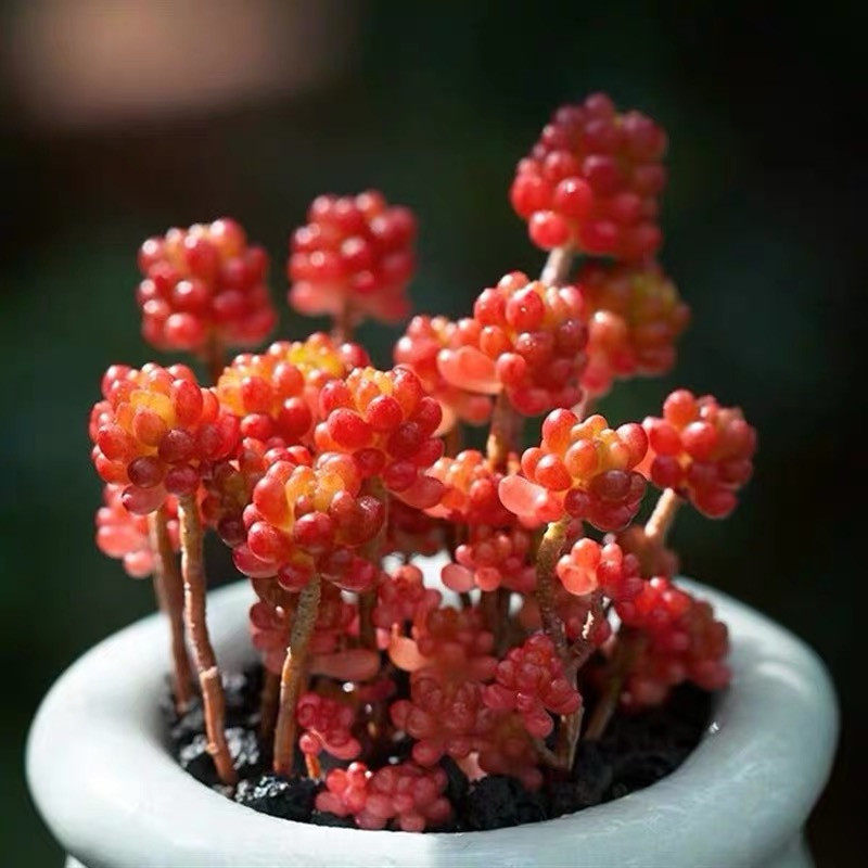 浆果红色多肉植物彩色萌肉好养盆栽老桩组合多肉植物