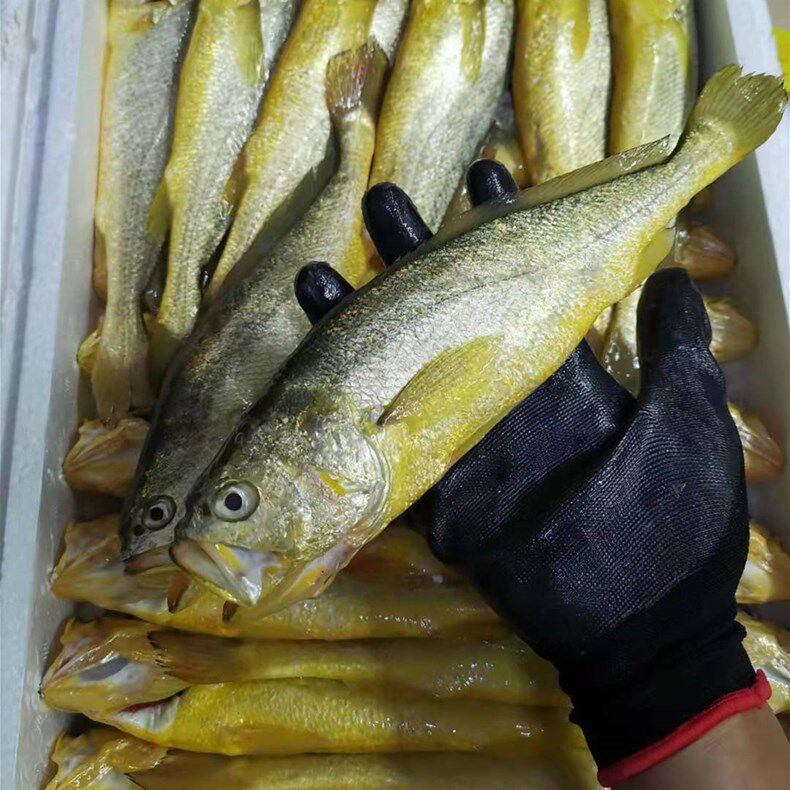 舟山海鲜深水水中黄鱼黄花鱼34两3斤装黄鱼