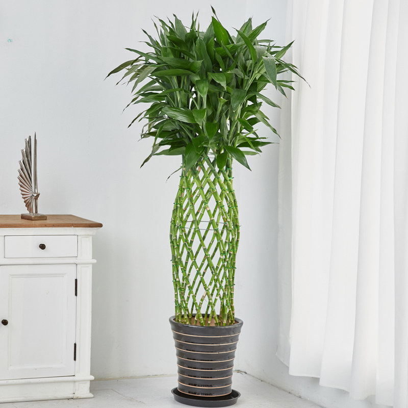 梦邦富贵富贵竹竹笼盆栽植物净化空气大型绿植室内大型绿植