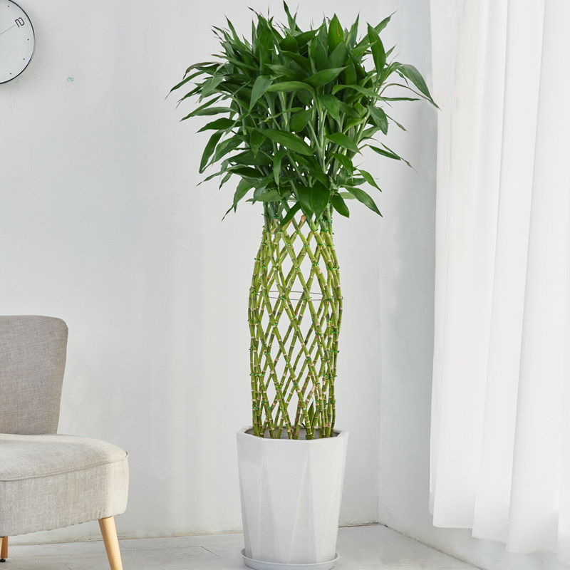 梦邦富贵富贵竹竹笼盆栽植物净化空气大型绿植室内大型绿植