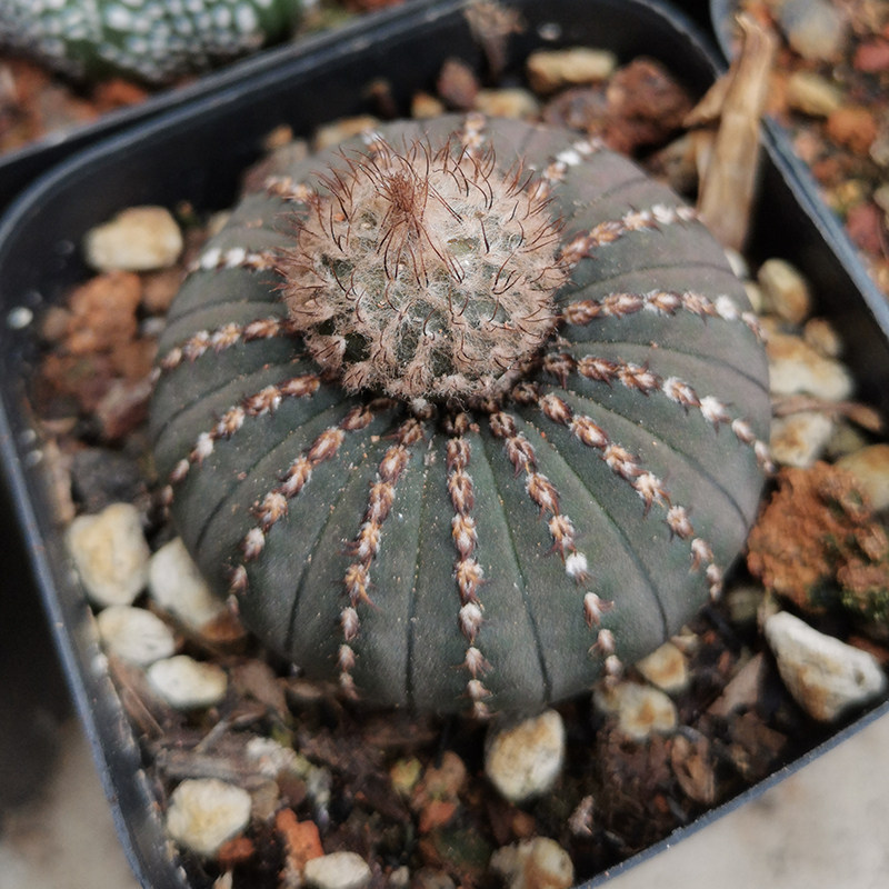 描春大型士童仙人球多植物组合盆栽仙人掌开花多肉植物