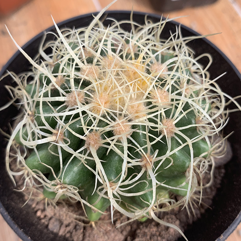 描春狂刺金琥属强刺开花仙人球多植物盆栽花卉多肉植物