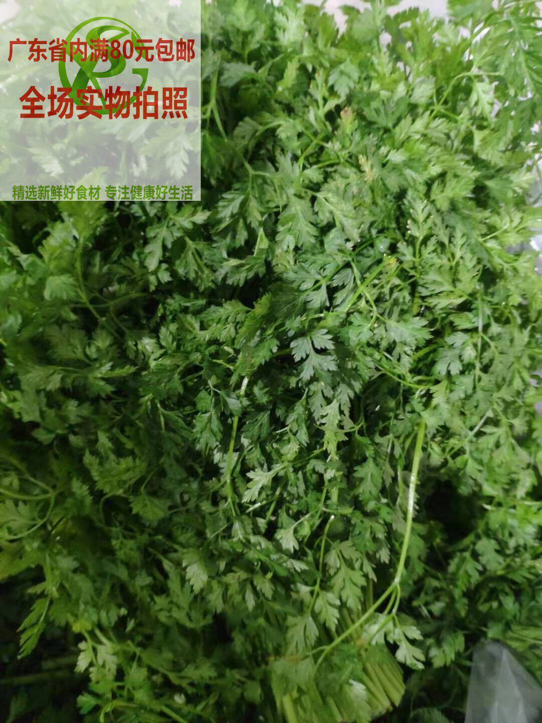 新鲜英芫细叶香料雪维英元西餐调料香草100g其它