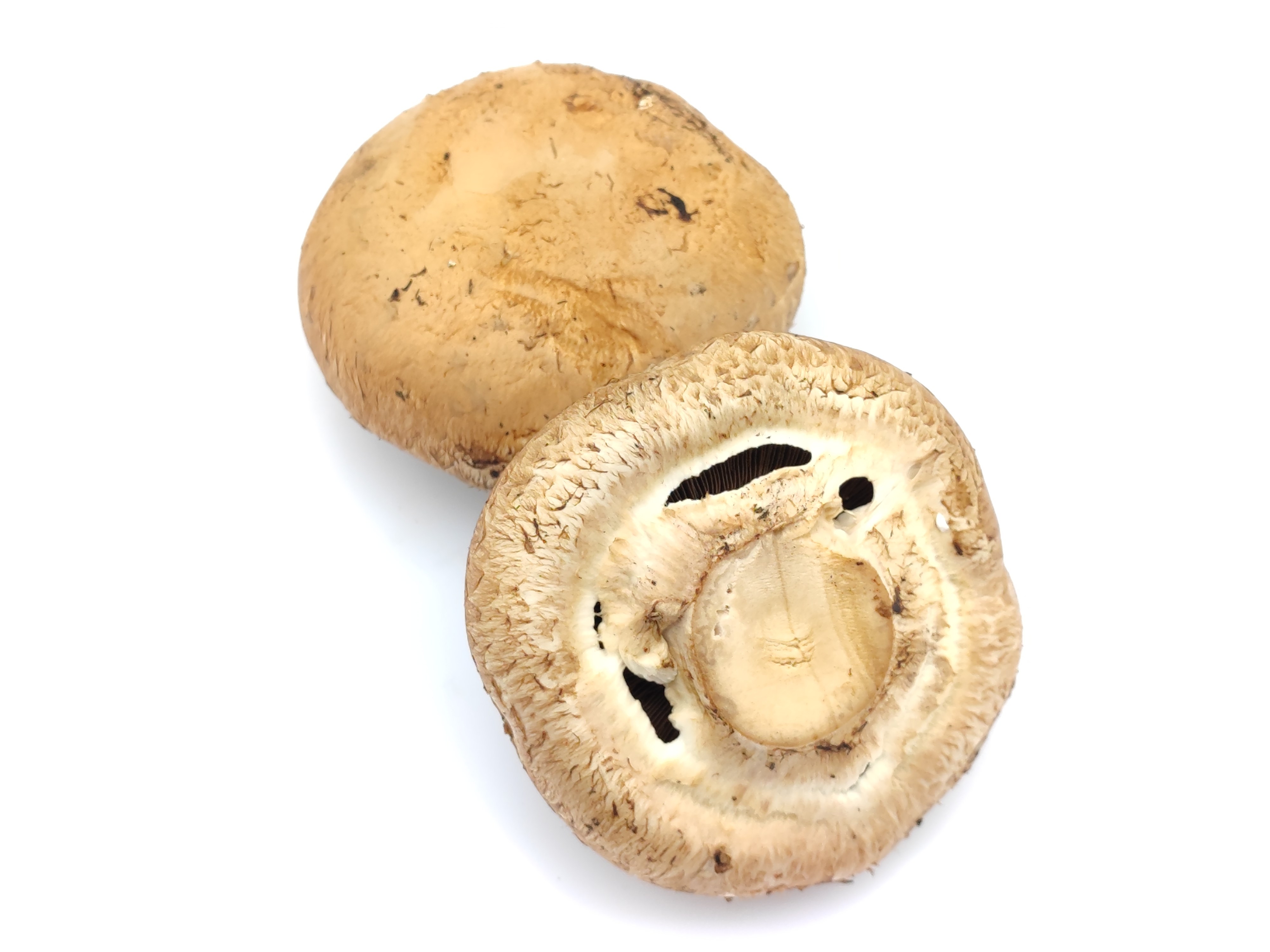 新鲜褐菇牛排珍宝波多黎各菌贵啡菇香啡菇大8公分新鲜松茸