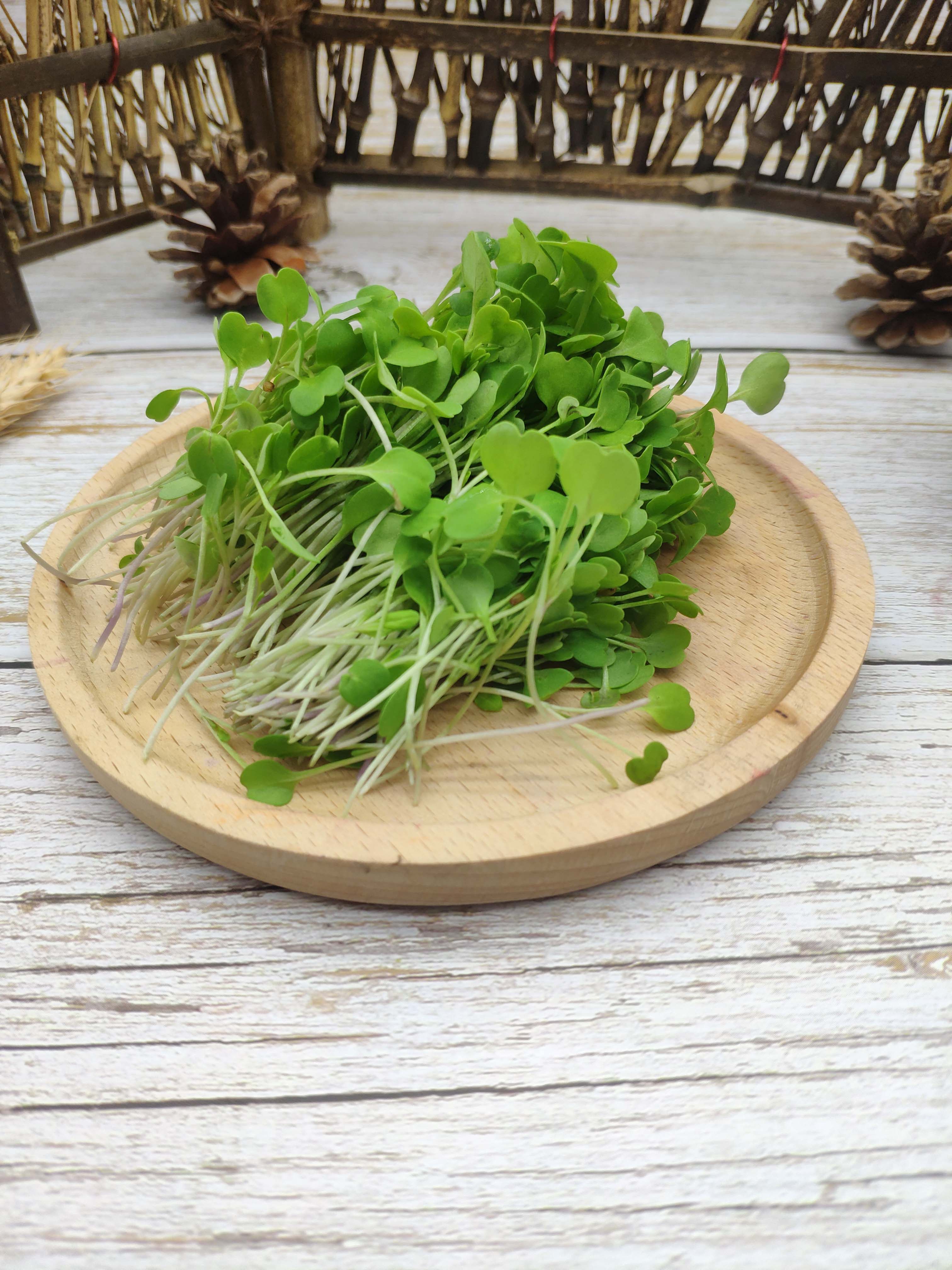 芝麻菜苗新鲜蔬菜食用苗芽微型西餐装饰摆盘其它