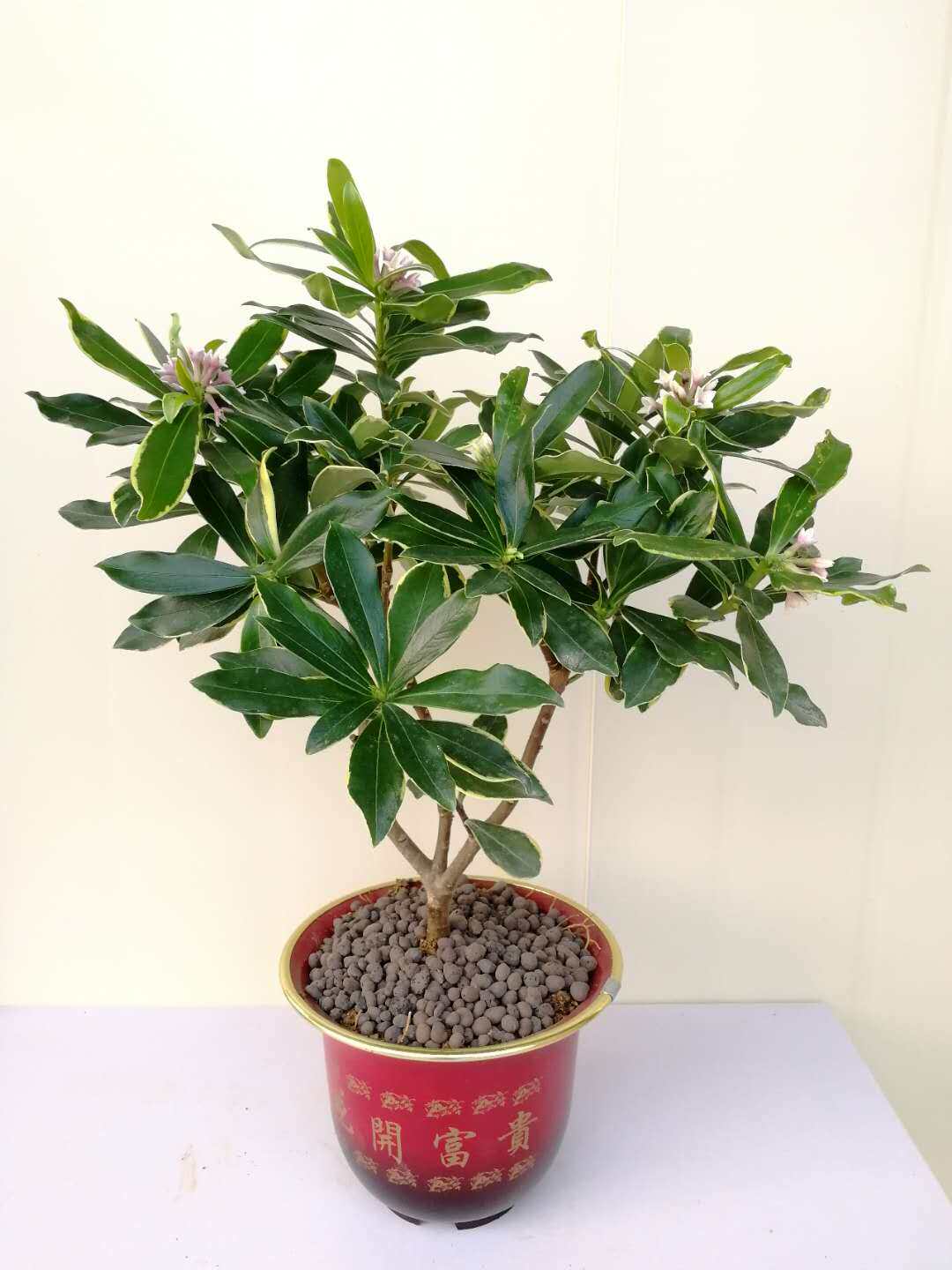 金边瑞香盆栽包邮耐寒盆景绿植花卉瑞香花苗带花苞花期长净化空气