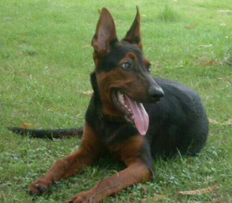 红犬莱州纯种红幼犬狗活体虎头大型苏联看家畜牧