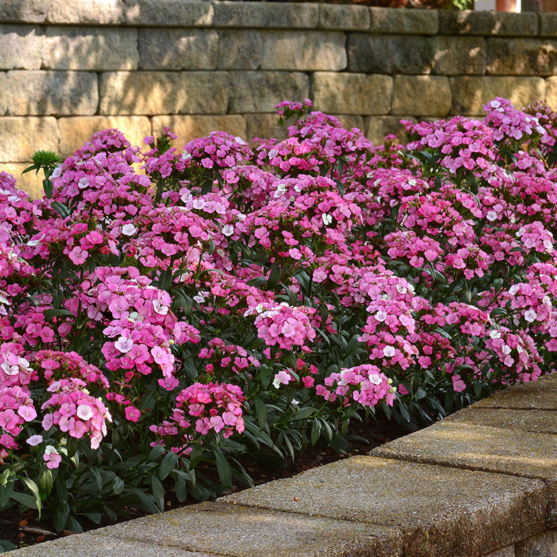 bp花卉石竹霹雳16cm盆栽耐寒耐热阳台庭院时令草本花卉