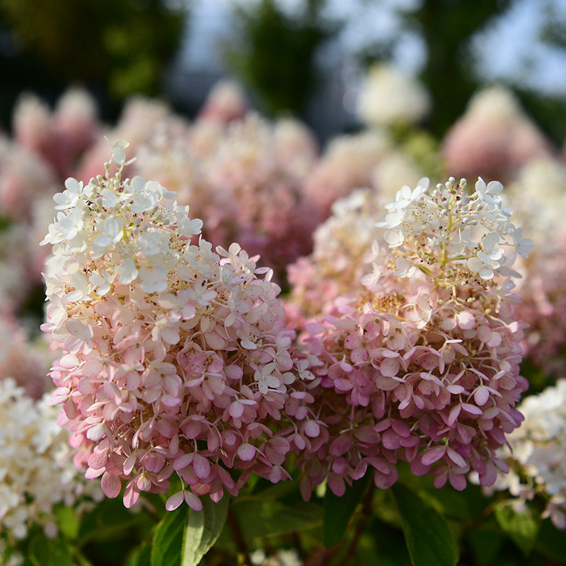 bp花卉圆锥绣球白玉象牙塔香草草莓多年生好养绣球