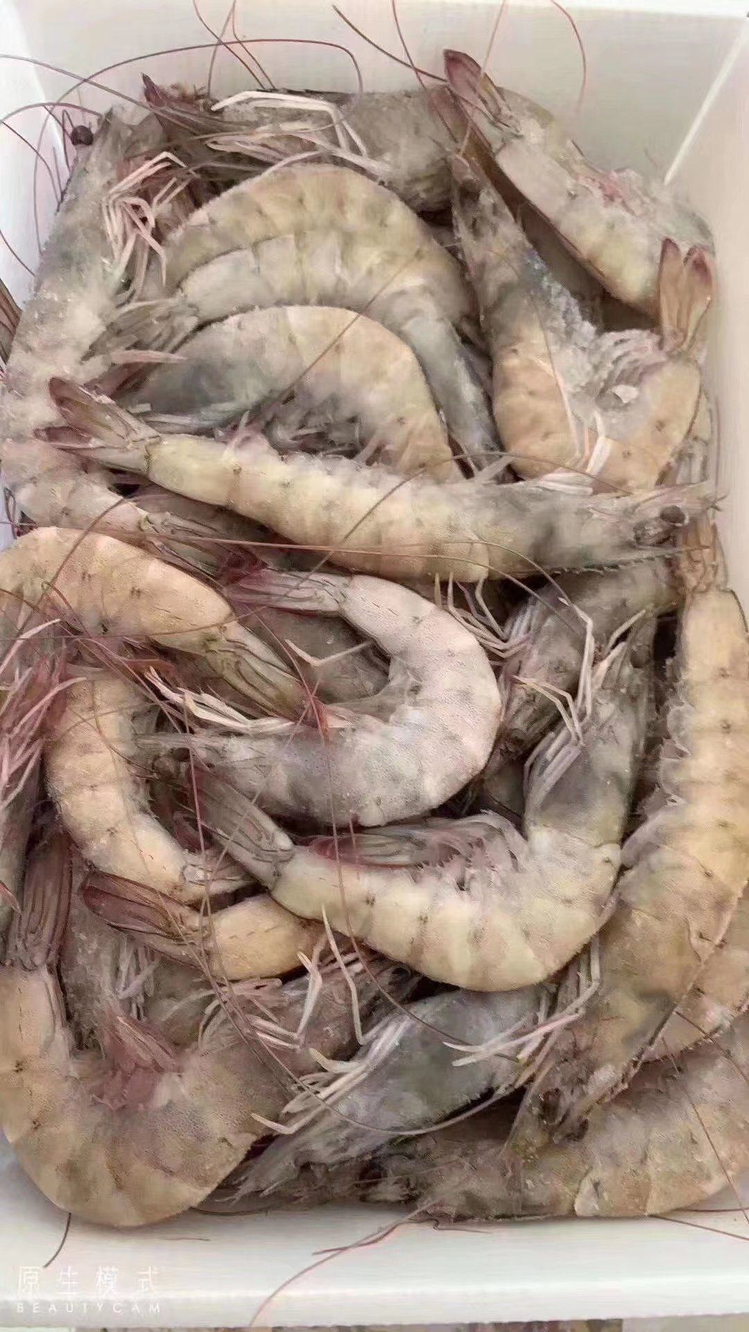 对虾鲜活水产南美美白食用活虾冷冻美味爽口冻虾