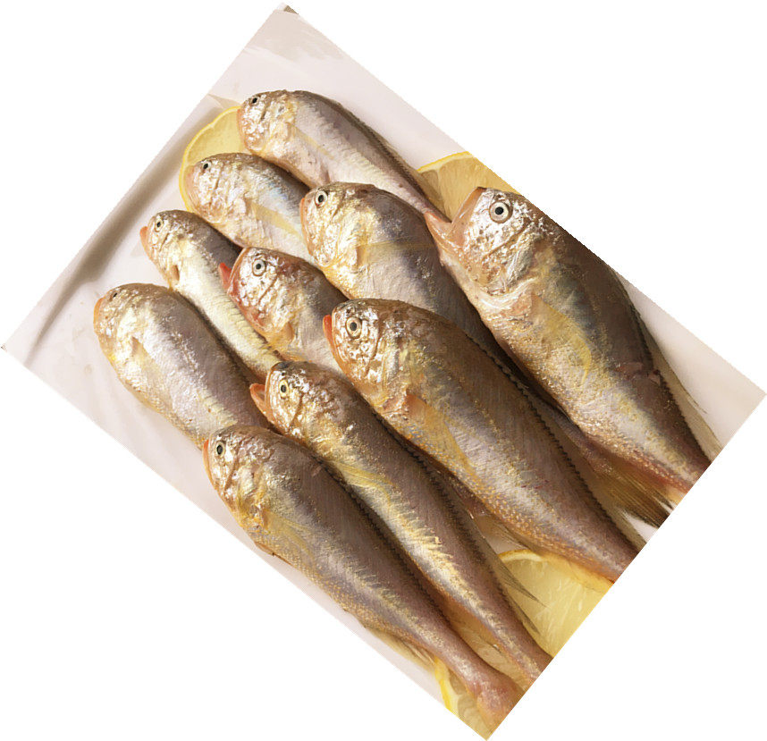 连云港特产海鲜海鱼小梅鱼子野生梅鱼梅童小黄黄鱼