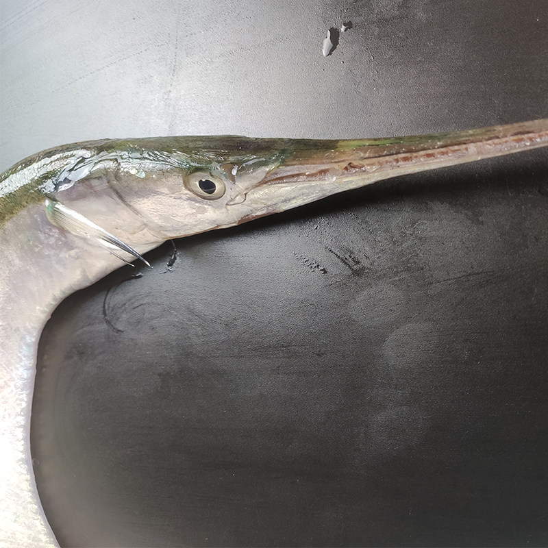 大连海鲜超大马步古董鲜活鹤嘴鱼双针大梁鱼鄂针黄鱼