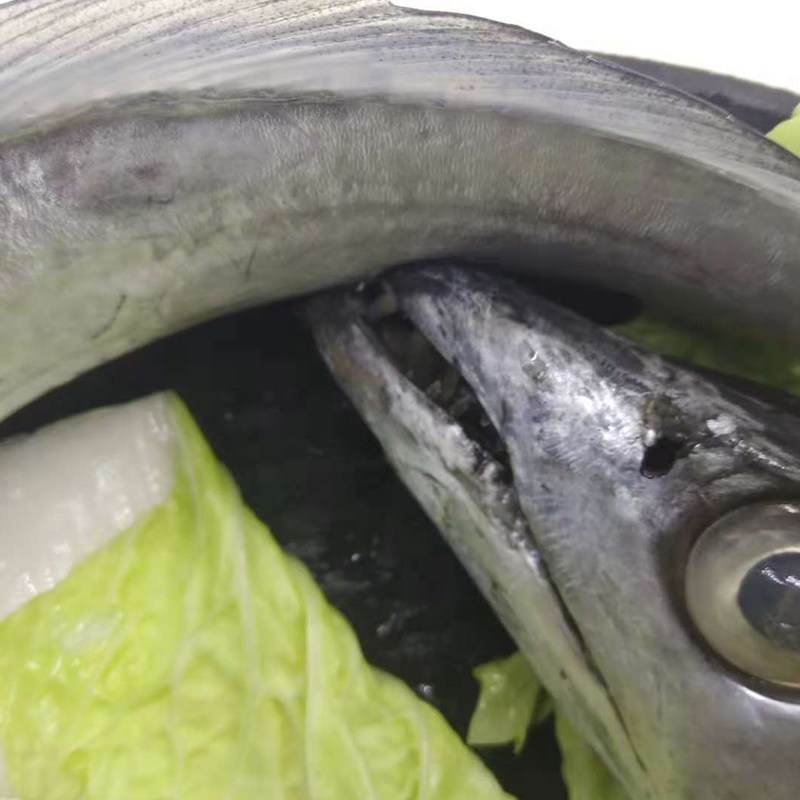 大连海鲜渤海湾新鲜野生白眼刀鱼深海活鱼黄海带鱼