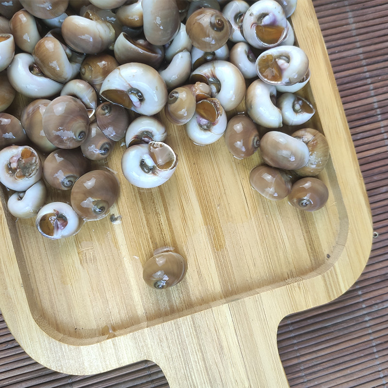 大连海鲜田螺野生沙螺鲜活大香肚脐螺扁玉螺海螺