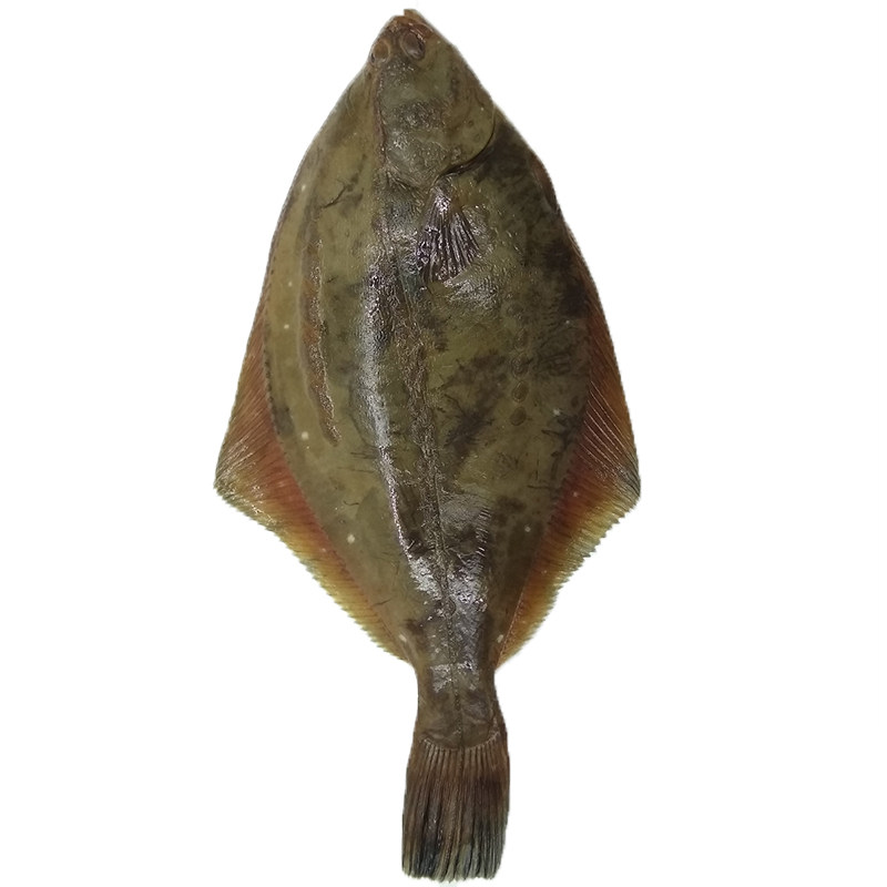 大连石甲子石岗鱼石匠大个新鲜比目偏口鲜活鲽鱼