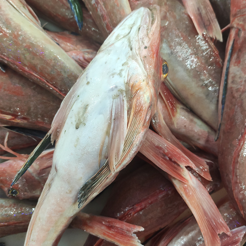大连农场红头野生海飞鱼鲜活生鲜豆腐红鱼绣鞋巴沙鱼