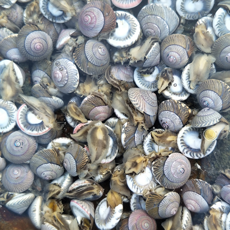 大连特产鲜活大海钱儿玻璃牛乌钱香螺海鲜海螺海螺